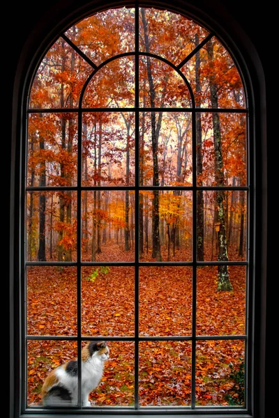 Tricolor Katze Sitzen Auf Fensterbank Des Großen Fensters Auf Herbst Stockfoto