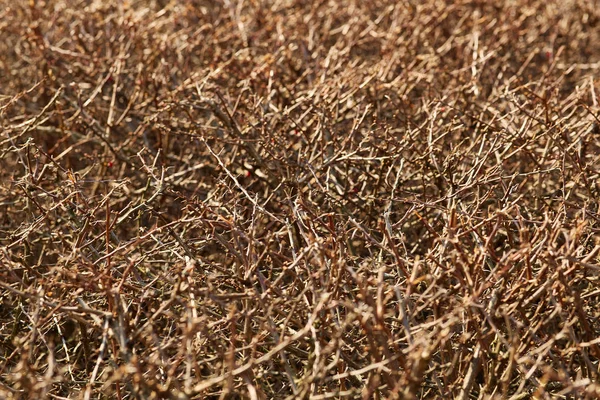 çalılar dalları doku