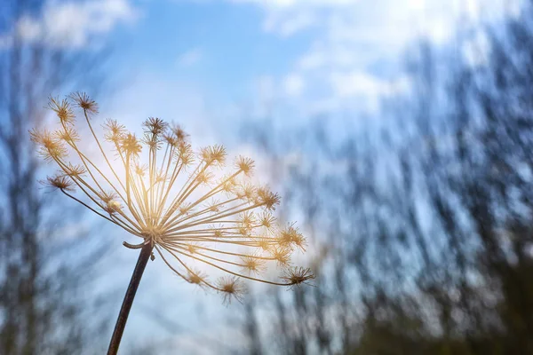 Hogweed mavi gökyüzü arka plan üzerinde