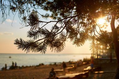 Güneşin batımında sahilde çam dalı