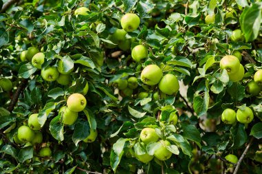 bir dalda olgun elmalar