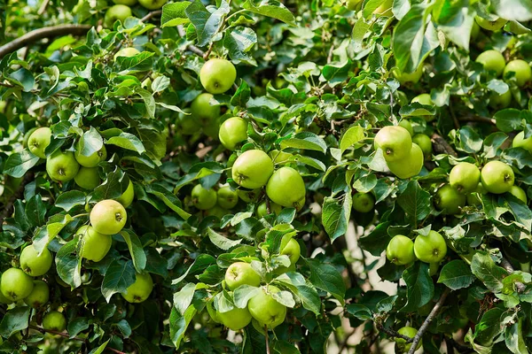 bir dalda olgun elmalar