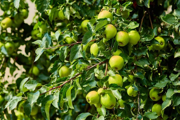 bir dalda olgun elmalar