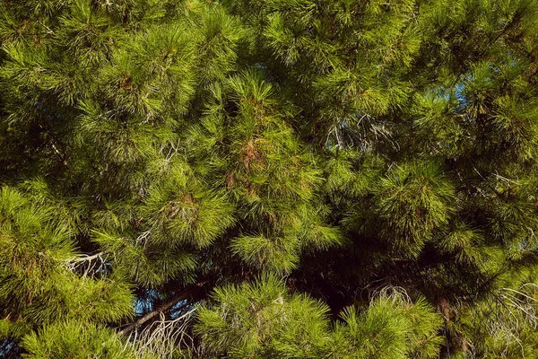 bir ceda kalın dalları