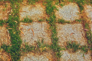 fayans arasında yeşil çim