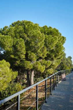 Park ve yeşil sedir mavi gökyüzü taş yolu