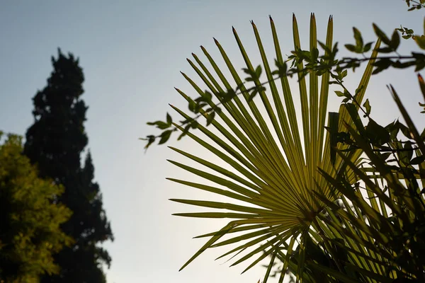 Gren Ett Palmträd Bakgrundsbelyst — Stockfoto