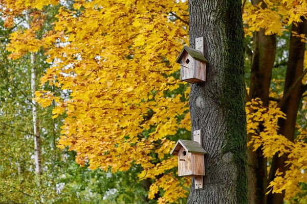 Ağaçtaki kuş evleri Sarı akçaağaç üzerinde