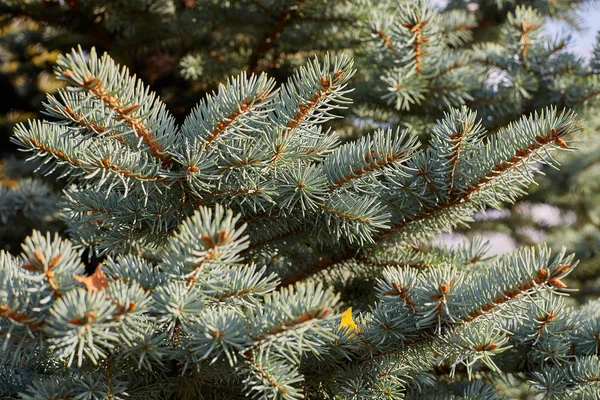 Branches Blue Spruce Closeup — Stock Photo, Image