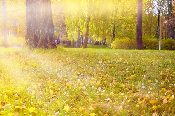 Sonbahar yaprakları yeşil bir çimenlikte Güneşin Park ışınlarında