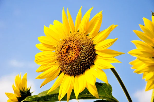 Çiçek açan ayçiçeği mavi gökyüzü arka plan üzerinde. Güzel ayçiçeği. Sarı çiçek.