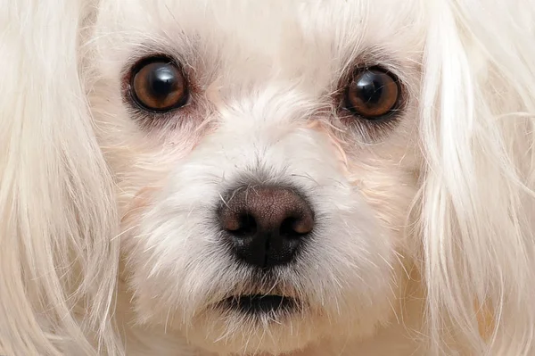 Malta köpeği, 5 yaşında, beyaz bir arka plan önünde duruyor. Beyaz bir arka plan üzerinde Beyaz Malta köpek