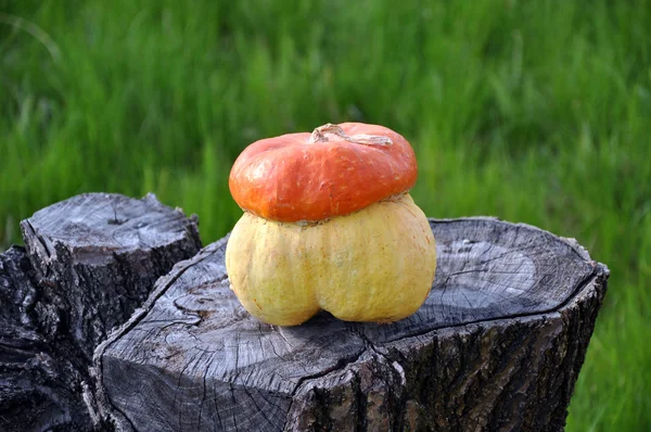 Pumpkin decorative mushrooms. Decorative pumpkins Turkish turban. The pumpkin lies on a stump, against the background of grass.