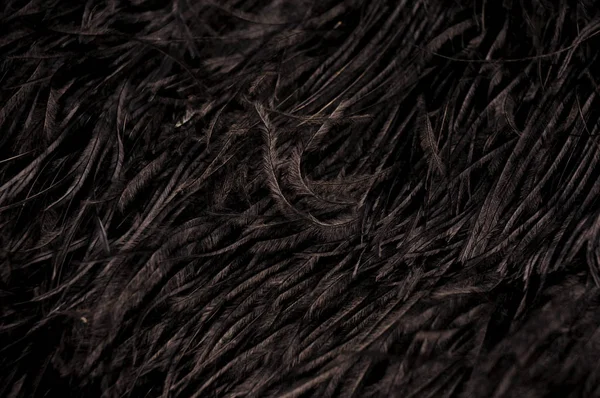 有许多黑色羽毛的黑色背景 — 图库照片