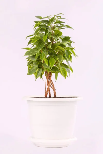 Ficus Benjamina Pot White Background — Stock Photo, Image