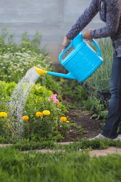 Annaffiare Fiori Giardino — Foto Stock