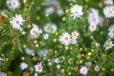 Sentiabrina, Güzel yaz, beyaz çiçekler, #helios 40-2