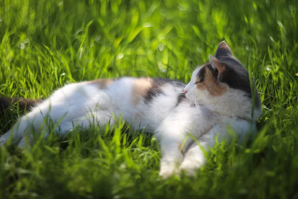 Cat Resting Grass — Stock Photo, Image