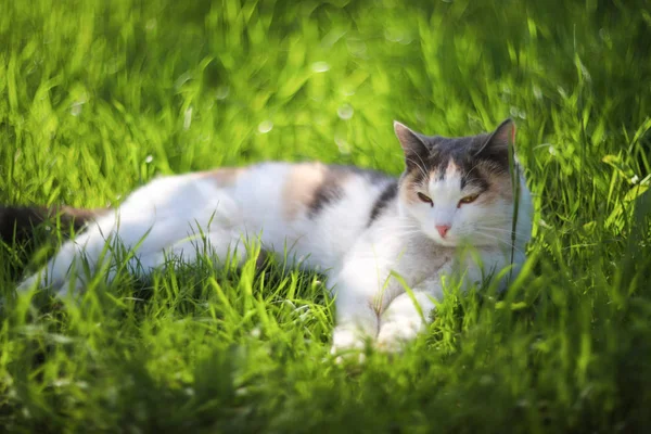 Cat Resting Grass — Stock Photo, Image