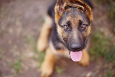 Tatlı Alman çoban köpeği.