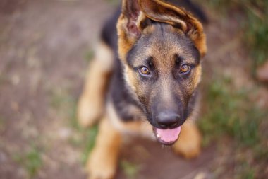 Tatlı Alman çoban köpeği.