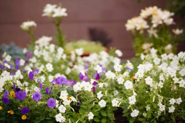 tarlada bahar çiçekleri