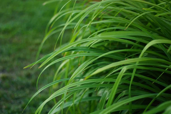 庭の緑の草 — ストック写真
