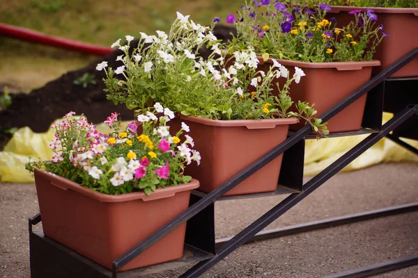 Vårblommor Fältet — Stockfoto