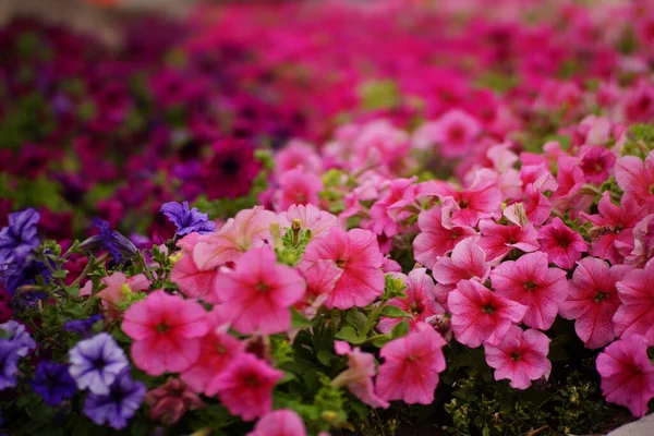 庭のピンクの花 — ストック写真