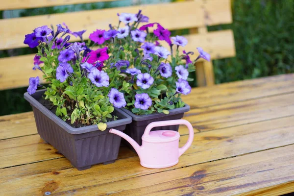 Flores Púrpuras Una Olla —  Fotos de Stock