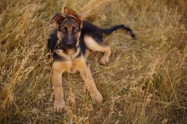 Kuru çimenlerde yatan Alman çoban köpeği.