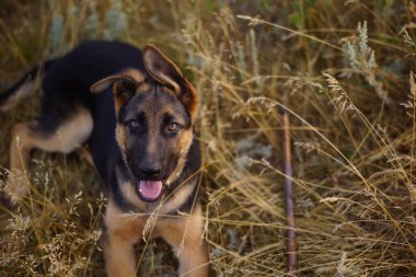 Kuru çimenlerde yatan Alman çoban köpeği.
