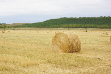 saman balyaları tarlada