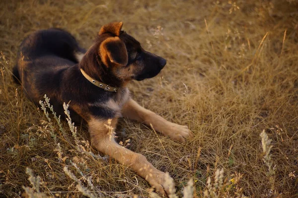 German Shepherd Dog Running — Stock Photo, Image