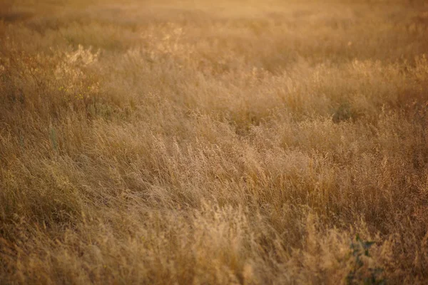 風の中の乾いた草 — ストック写真