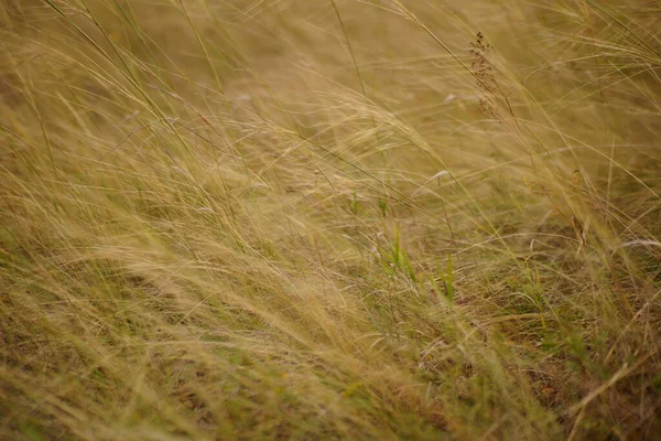 風の中の小麦畑 — ストック写真