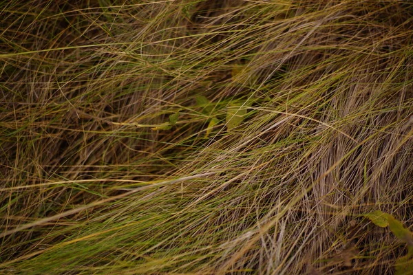 風の中の乾いた草 — ストック写真