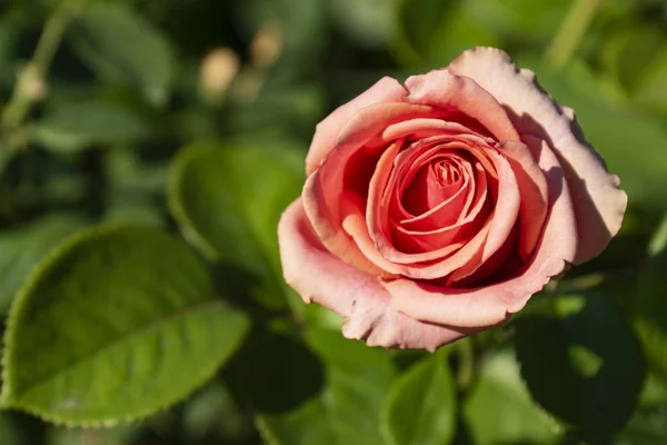 Rosas Maravillosas Jardín Ciudad —  Fotos de Stock