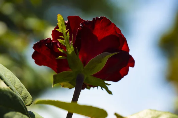 Rosas Maravillosas Jardín Ciudad —  Fotos de Stock