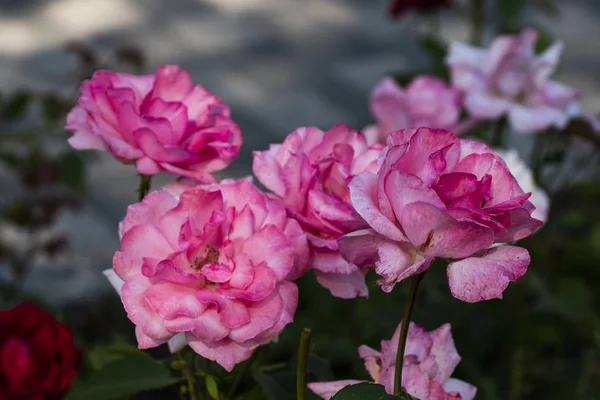 城市花园中的美妙玫瑰 — 图库照片