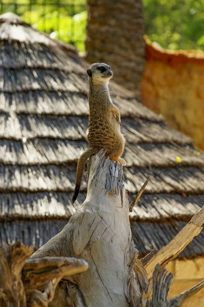 one day in the life of a philosopher meerkat