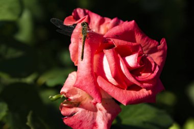 Muhteşem şehir bahçe gül güzelliği