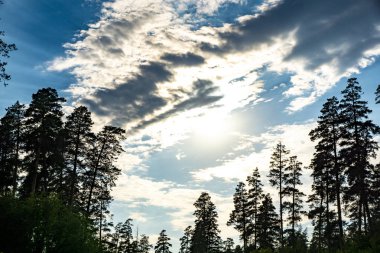 Genç pines, cennet geniş expanses için acele