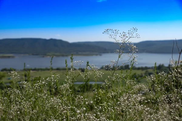 Río Montañas Través Del Prisma Las Hierbas Florecientes — Foto de Stock