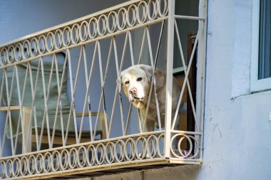 Aman ne kadar koşup oynamak istiyorum