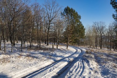 Kış ormanda bir yürüyüş