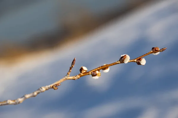 Passeio Dia Inverno — Fotografia de Stock