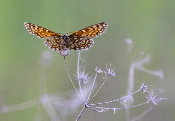 Mariposa Sobre Una Ramita Seca — Foto de Stock