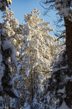 peri masalı kış orman