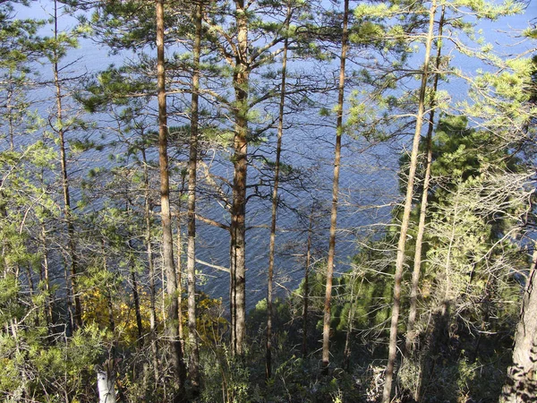 Går Skogen — Stockfoto